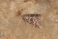 Alvaradoia disjecta