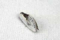 Cilix glaucata