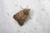 Spudaea ruticilla