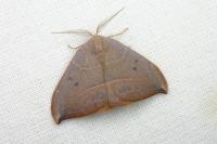 Watsonalla uncinula
