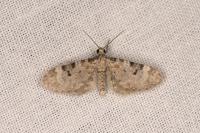 Eupithecia liguriata