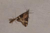 Hypena obsitalis