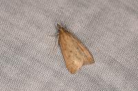 Udea numeralis