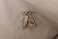Hecatera bicolorata/weissi