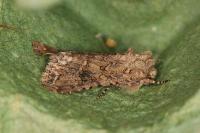 Anarta pugnax