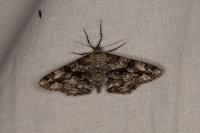 Peribatodes umbraria umbraria