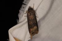 Agrotis ipsilon