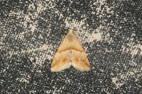 Eublemma parva