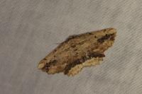 Menophra abruptaria