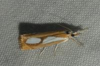 Catoptria pinella