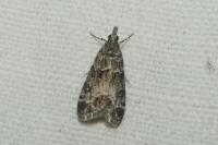 Eudonia mercurella