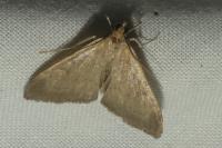 Mecyna asinalis