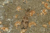 Nomophila noctuella