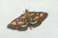 Pyrausta purpuralis