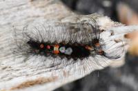 Orgyia antiqua