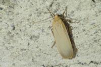 Katha depressa