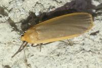Katha depressa