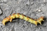Erannis defoliaria