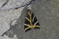 Euplagia quadripunctaria