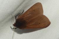 Phragmatobia fuliginosa