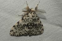 Lymantria monacha