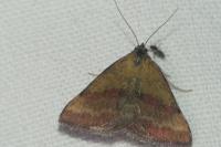 Phytometra viridaria