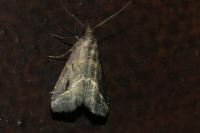 Schrankia costaestrigalis