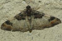 Catarhoe cuculata