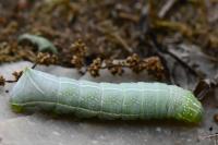 Amphipyra pyramidea