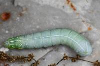 Amphipyra pyramidea
