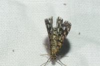 Chiasmia clathrata