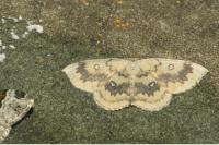 Cyclophora annularia