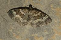 Epirrhoe alternata