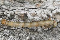 Colotois pennaria