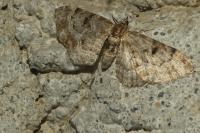 Eupithecia abietaria