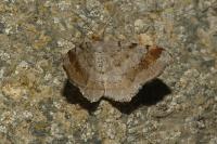 Macaria liturata