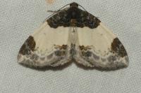 Mesoleuca albicillata