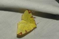 Opisthograptis luteolata