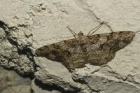 Peribatodes rhomboidaria rhomboidaria