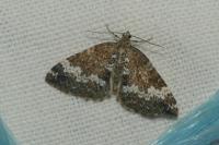 Perizoma alchemillata