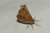 Selenia dentaria