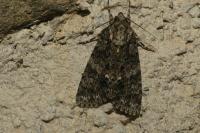 Acronicta rumicis
