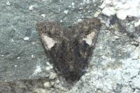 Aedia funesta