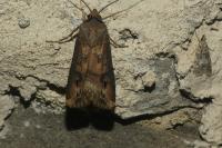Agrotis ipsilon