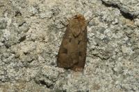 Agrotis exclamationis exclamationis