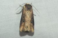 Axylia putris