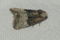 Mesoligia furuncula