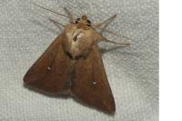 Mythimna albipuncta