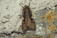 Xestia c-nigrum