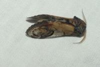 Notodonta ziczac